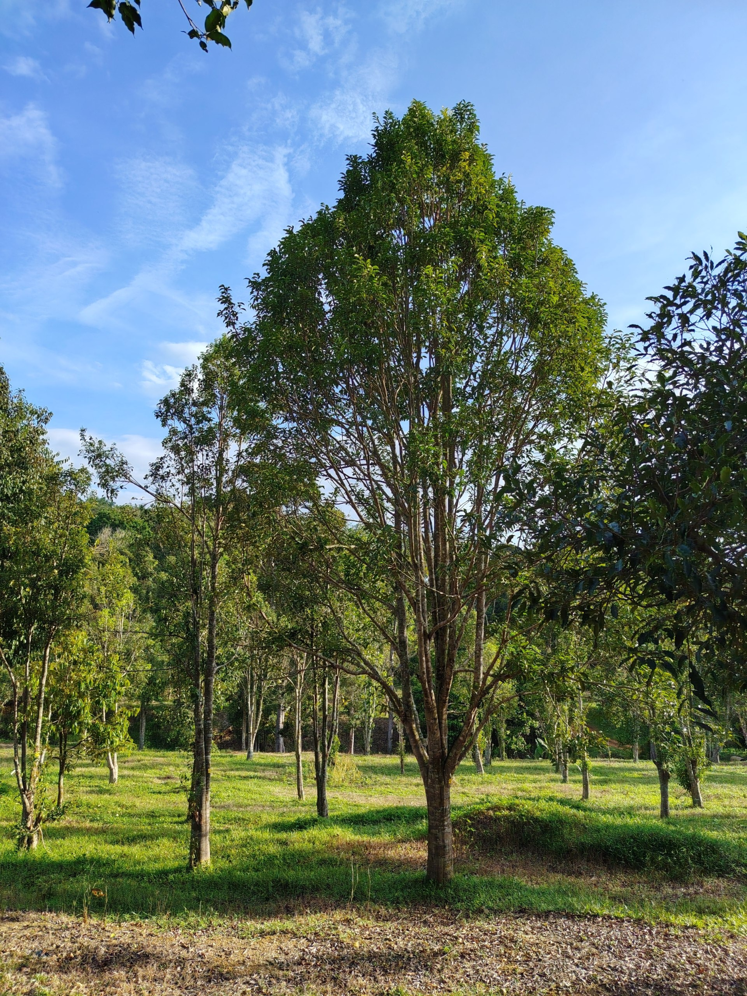 Agarwood plantation