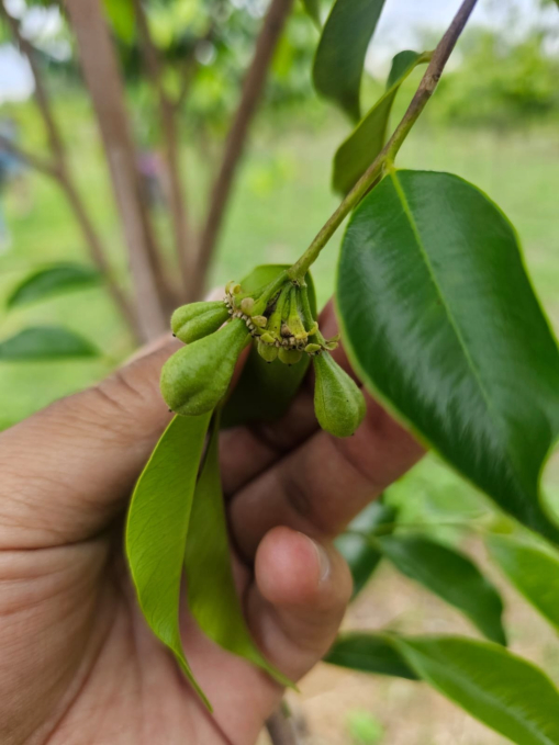 Agarwood fruit detail