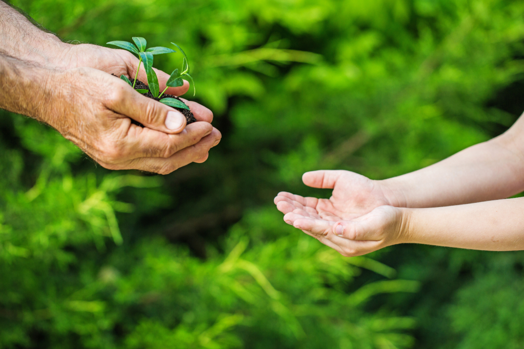 Hands passing a young plant