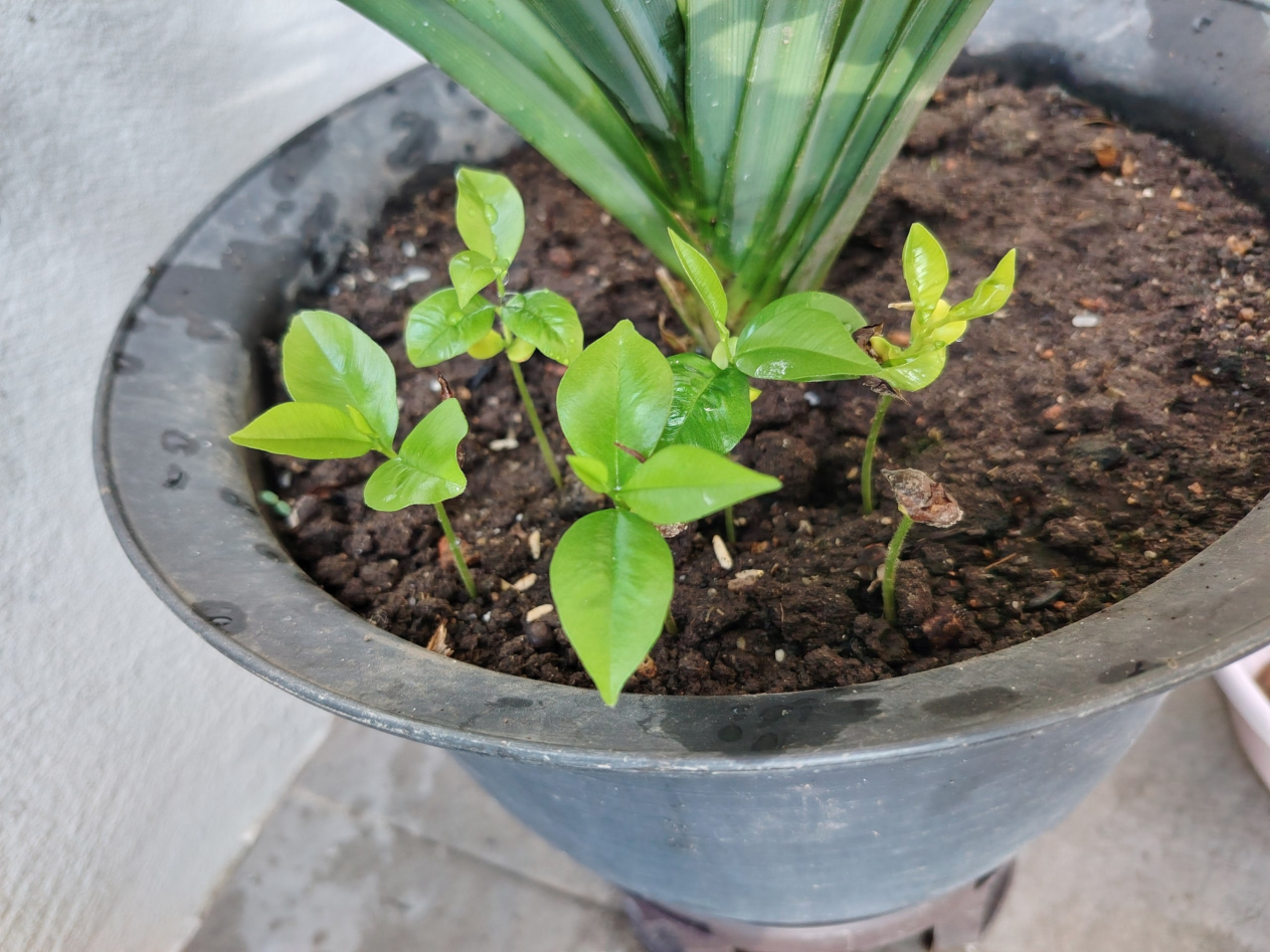Young agarwood seedlings