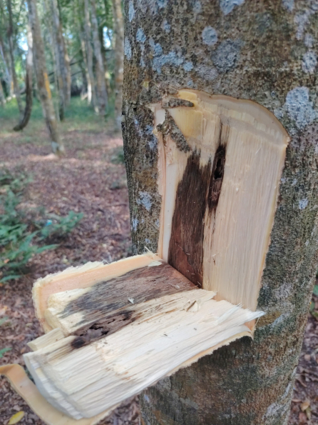 Agarwood tree with exposed resin formation